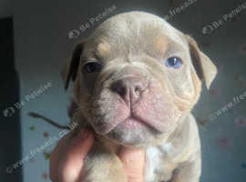 Exotic bully puppies clearance for sale near me