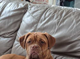 9 month old girl ddb