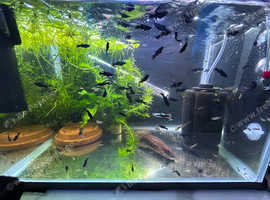 Black molly tropical fish for sale