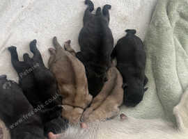 Pugs for sale