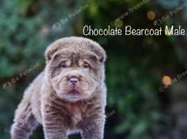 Bear coat shar pei for sale near outlet me