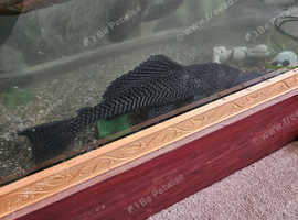 Large plecos
