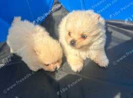 Pomeranian pups