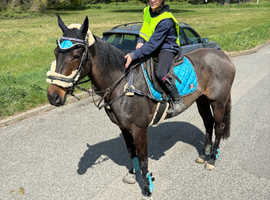 Confidence giver horse , sold with tack