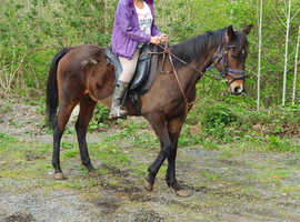 Beautiful 15.1hh allrounder