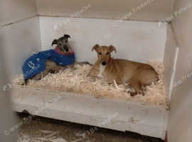 Pet Jobs Near Me Part Time