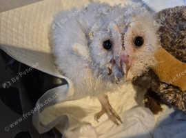 Baby barn owl