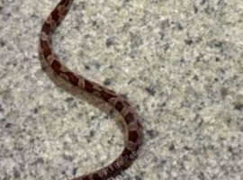Male normal corn snake about 4 months old eats very wel 30 or 35 delivered to your door