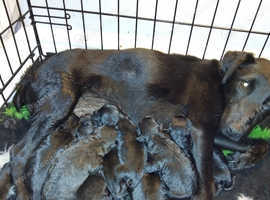 Patterdale terrier puppies