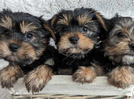 Yorkshire terrier puppies