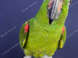 Tame and talking yellow crowned Amazon Parrot