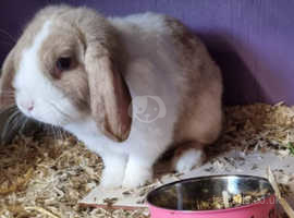 1 Year Old Chocolate Tort Vienna Split Mini Lop in Uttoxeter ST14 on ...