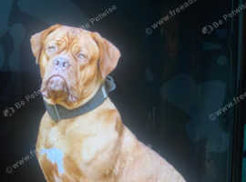 4 year old female Dogue de Bordeaux