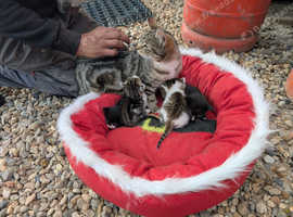 Farm kittens