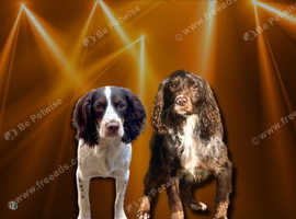 Working cocker spaniels