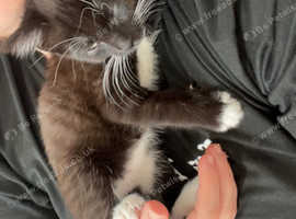 URGENT SALE 10 week old kitten open to offers regarding price