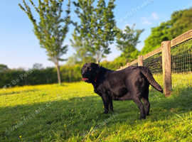 ONLY BLACK GIRL LABRADOR RETRIEVER