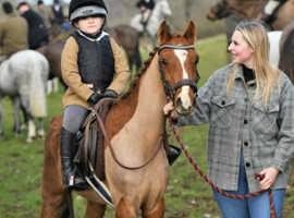 Pony Club/Hunting Pony