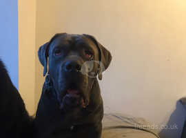 .Handsome/ neutered, 19month Cane Corso Blue, looking for new hoomum & hoodad.