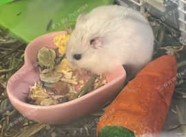 I TAKE IN HAMSTERS/RABBITS/GUINEA PIGS OWNERS DO NOT WANT