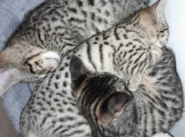Full Pedigree F4 Savannah Kittens TICA registered.