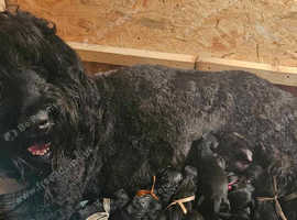 Russian Black Terrier puppy for sale
