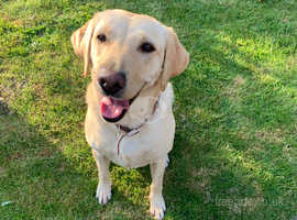 Fantastic friendly Labrador to be re homed