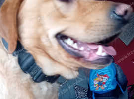 Cooper