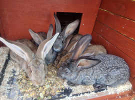 Pure bred Giant Continental baby rabbits