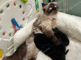 Rare Himalayan Persian X kittens