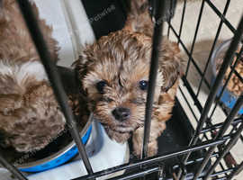 2 shihpoo pups male/bitch