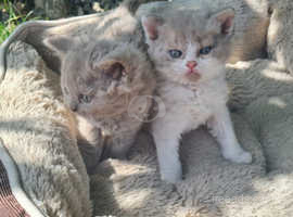 Beautiful curly Selkirk Rex kittens.