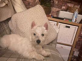 Westie sale x cavalier