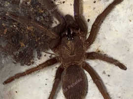 Chilobrachys natanicharum ELECTRIC BLUE EARTHTIGER