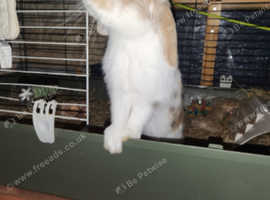 Lovely boy little bunny for sale