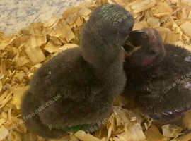 Male Eclectus Parrot 10-15 Weeks Old, Closed Ring