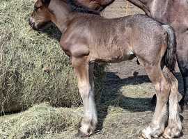 French draft x for sale