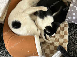 2 male cats