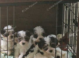 Biewer Terriers