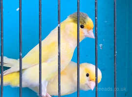 Canary's pair