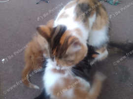 Kittens for sale