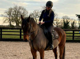 15.1hh Anglo European Gelding