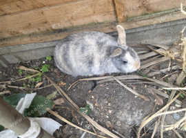 Rabbit