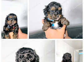Toy shihpoo