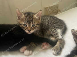 Kitten boy bobtail
