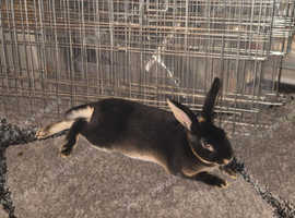 Need help cleaning rabbit cages x3