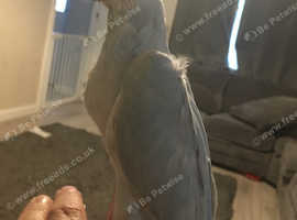 Hand reared Indian ringneck birds