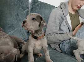 Beautiful cane corso babies