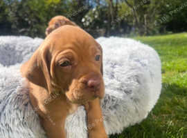 Beautifully Bred Hungarian Vizsla Puppies