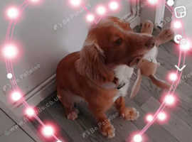 Cokers spaniel